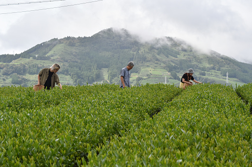 Japanese / english man and woman picking tea leaves with his friends in tea farm, Shizuoka, Japan