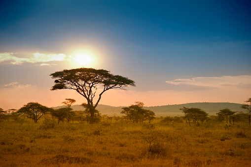 African Acacia trees in the warm light of a late afternoon, Serengeti National Park, Tanzania/East Africa.\n\nSee more of my photos of landscapes and sunsets in Africa:\n[url=file_closeup?id=5889447][img]/file_thumbview/5889447/1[/img][/url] [url=file_closeup?id=5992282][img]/file_thumbview/5992282/1[/img][/url] [url=file_closeup?id=5826964][img]/file_thumbview/5826964/1[/img][/url] [url=file_closeup?id=11827986][img]/file_thumbview/11827986/1[/img][/url] [url=file_closeup?id=6135834][img]/file_thumbview/6135834/1[/img][/url] [url=file_closeup?id=11827972][img]/file_thumbview/11827972/1[/img][/url] [url=file_closeup?id=6082863][img]/file_thumbview/6082863/1[/img][/url] [url=file_closeup?id=17371663][img]/file_thumbview/17371663/1[/img][/url] [url=file_closeup?id=17322263][img]/file_thumbview/17322263/1[/img][/url] [url=file_closeup?id=17322252][img]/file_thumbview/17322252/1[/img][/url] [url=file_closeup?id=17322248][img]/file_thumbview/17322248/1[/img][/url] [url=file_closeup?id=17322240][img]/file_thumbview/17322240/1[/img][/url] [url=file_closeup?id=17320697][img]/file_thumbview/17320697/1[/img][/url] [url=file_closeup?id=17311445][img]/file_thumbview/17311445/1[/img][/url] [url=file_closeup?id=17311421][img]/file_thumbview/17311421/1[/img][/url] [url=file_closeup?id=17264494][img]/file_thumbview/17264494/1[/img][/url] [url=file_closeup?id=17264482][img]/file_thumbview/17264482/1[/img][/url] [url=file_closeup?id=17264452][img]/file_thumbview/17264452/1[/img][/url] [url=file_closeup?id=6160297][img]/file_thumbview/6160297/1[/img][/url] [url=file_closeup?id=41595566][img]/file_thumbview/41595566/1[/img][/url] [url=file_closeup?id=41431840][img]/file_thumbview/41431840/1[/img][/url] [url=file_closeup?id=41431328][img]/file_thumbview/41431328/1[/img][/url] [url=file_closeup?id=30995034][img]/file_thumbview/30995034/1[/img][/url] [url=file_closeup?id=30338882][img]/file_thumbview/30338882/1[/img][/url]