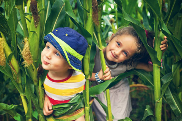 Children play in the corn field