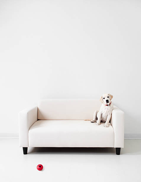 Yellow lab in a white room stock photo