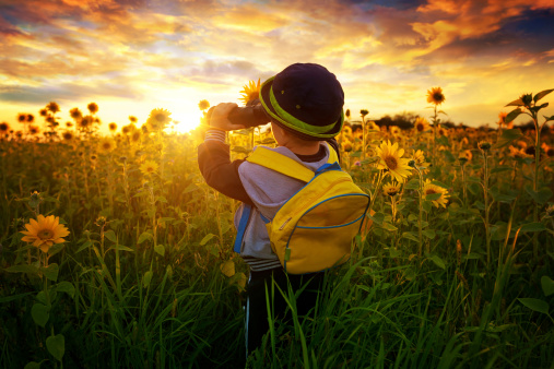 Way to School - The little boy in a field of sunflowers