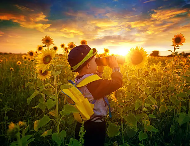 Photo of Summer Sunflowers