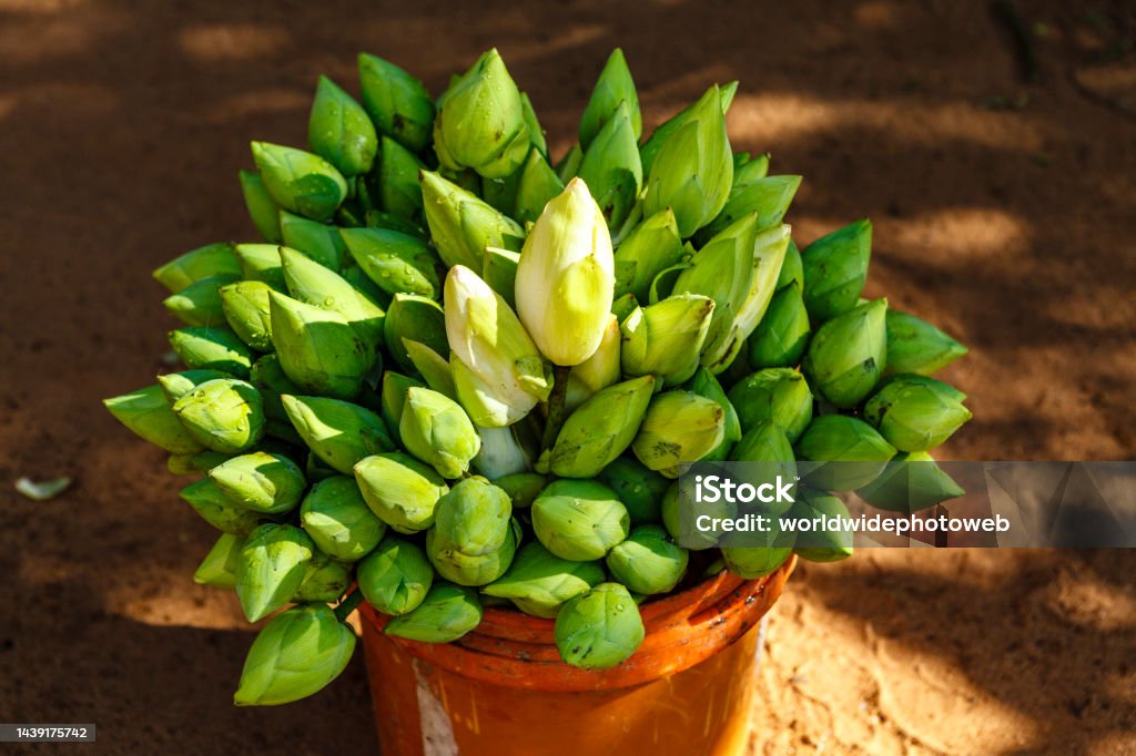 Bucket with lotus flowers in Mihintale, Sri Lanka, Asia Asia Stock Photo