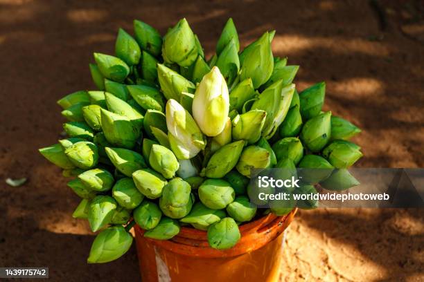 Bucket With Lotus Flowers In Mihintale Sri Lanka Asia Stock Photo - Download Image Now
