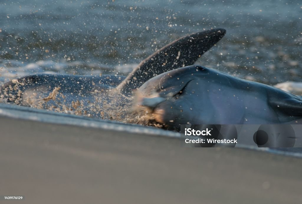 Close Up strand Feeding Dolphin in South Carolina Close Up of two strand Feeding Dolphin in South Carolina Dolphin Stock Photo