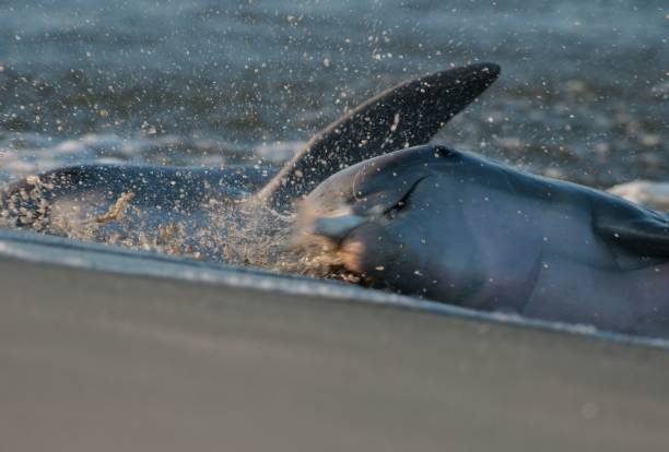 Close Up strand Feeding Dolphin in South Carolina Close Up of two strand Feeding Dolphin in South Carolina kiawah island stock pictures, royalty-free photos & images