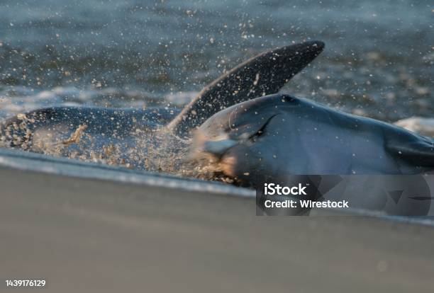 Close Up Strand Feeding Dolphin In South Carolina Stock Photo - Download Image Now - Dolphin, Stranded, Charleston - South Carolina