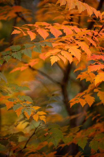 istock Autumn Orange Leaves 1439176173