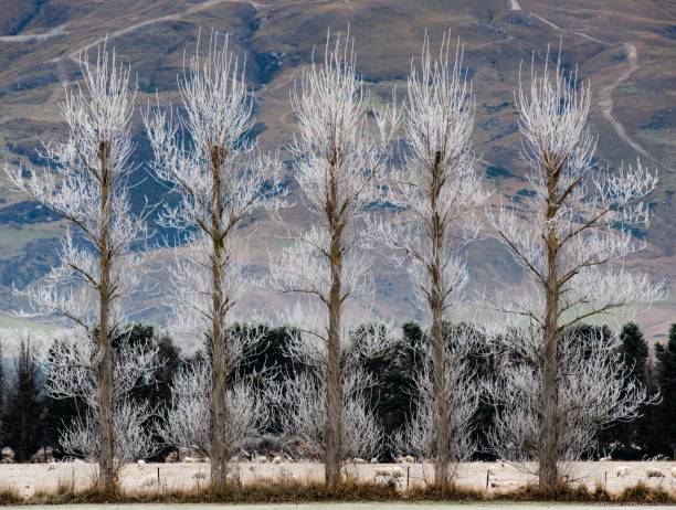 istock Frost-covered trees against the mountains 1439176273
