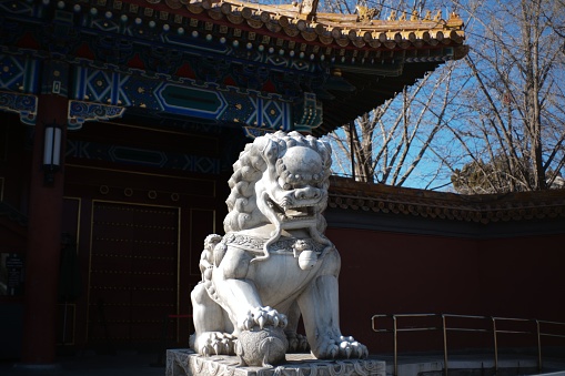 A Chinese Guardian Lion outdoors with a traditional style building in the background