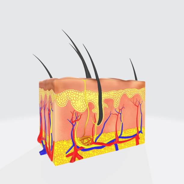 istock Anatomical structure of the human hair 1439176532