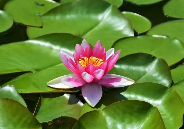 A beautiful pink Nuphar flower growing in the water