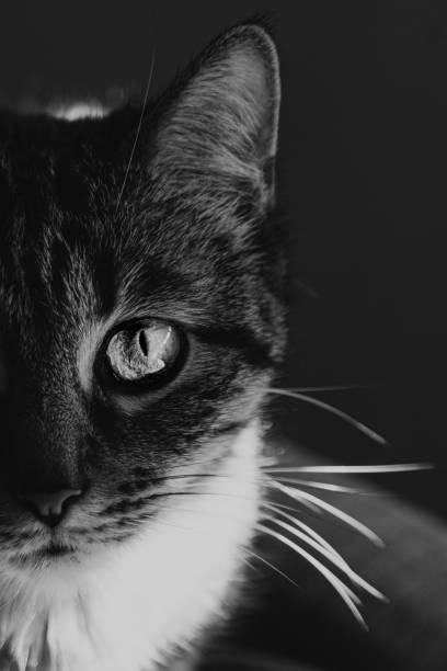 istock Grayscale closeup shot of a cat with a blurred background 1439176735