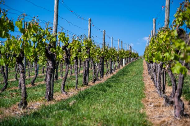 istock Beautiful scenery of a vineyard under a clear blue sky during daytime 1439176770