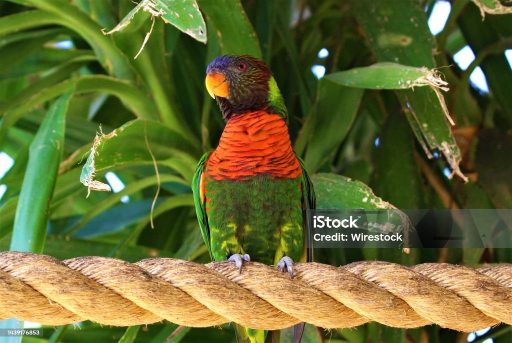 Closeup shot of a red-collared lorikeet standing on a rope surrounded by greenery under the sunlight A closeup shot of a red-collared lorikeet standing on a rope surrounded by greenery under the sunlight Animal Stock Photo