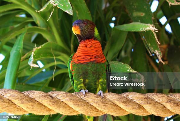 Closeup Shot Of A Redcollared Lorikeet Standing On A Rope Surrounded By Greenery Under The Sunlight Stock Photo - Download Image Now