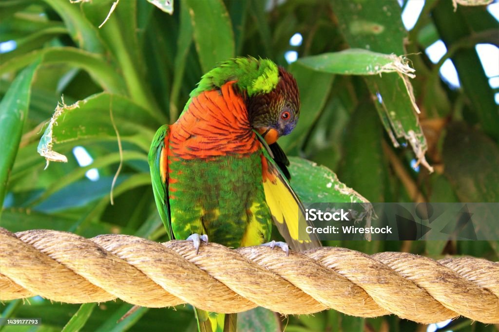 Closeup shot of a red-collared lorikeet standing on a rope surrounded by greenery under the sunlight A closeup shot of a red-collared lorikeet standing on a rope surrounded by greenery under the sunlight Lory Stock Photo