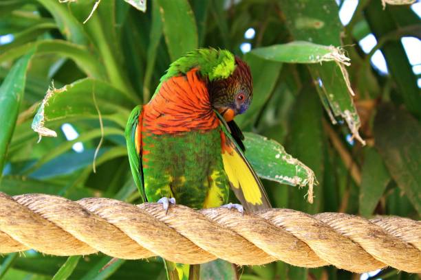 Closeup shot of a red-collared lorikeet standing on a rope surrounded by greenery under the sunlight A closeup shot of a red-collared lorikeet standing on a rope surrounded by greenery under the sunlight lory photos stock pictures, royalty-free photos & images