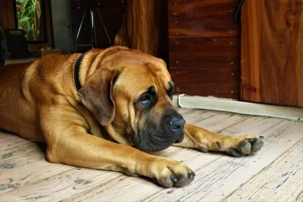 A high angle shot of a lazy Boerboel lying on a wooden floor