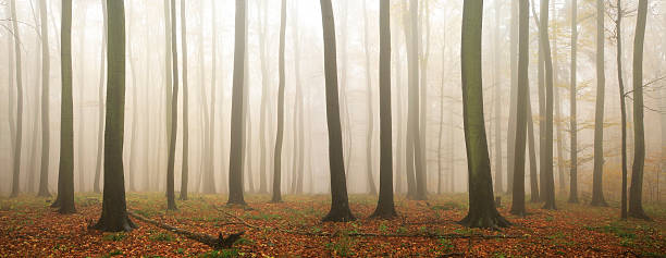 Fall Forest of Old Beech Trees in Rain and Mist