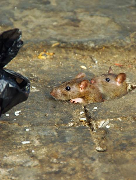 istock Vertical shot of two rats about to dive into a garbage bag 1439178157