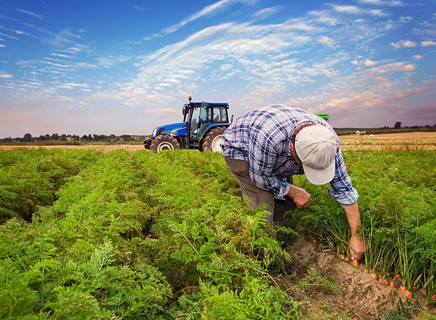 Plantation carrots stock photo