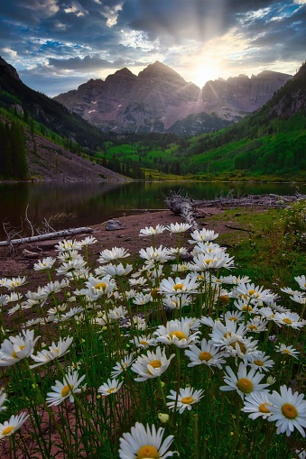 Aspen, United States – November 02, 2022: A scenic vertical view of the Maroon Bell mountains with a tranquil lake and flowers in the foreground