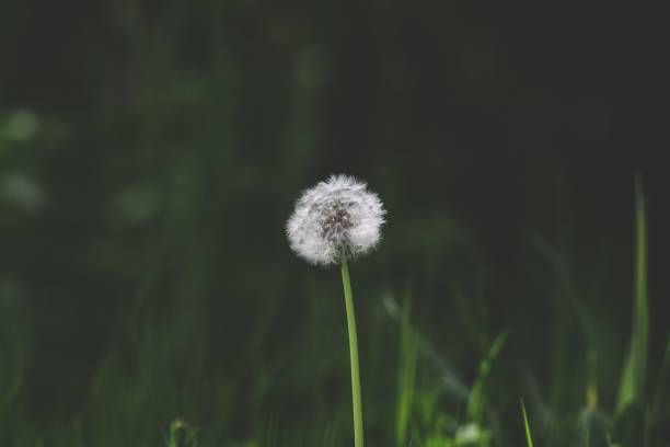 istock Shallow focus shot of a sole dandelion 1439178631