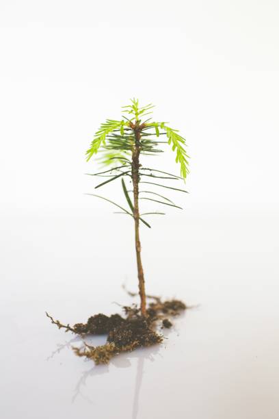 istock Vertical shot of a growing bonsai pine tree with roots 1439178632