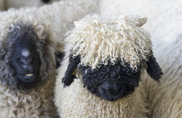 black nosed sheep funny black nosed sheep in the mountains of Zermatt, Valais, Wallis, Switzerland mountain famous place livestock herd stock pictures, royalty-free photos & images