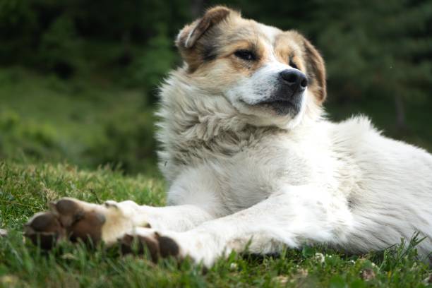 istock White Himalayan dog resting in the natural environment 1439178740