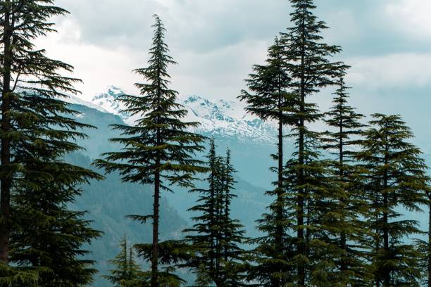 istock Evergreen trees with the mountains covered in snow in the background 1439178772