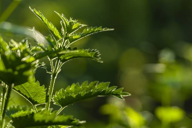 istock Selective focus shot of growing green plants with greenery on the background 1439179071