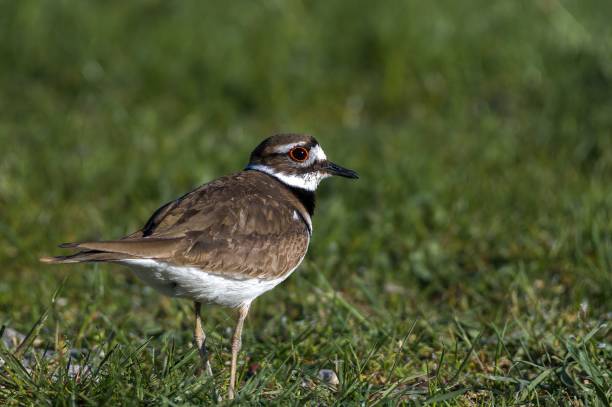 istock Short of the beautiful and patterned  Killdeer bird standing on the grass 1439179091