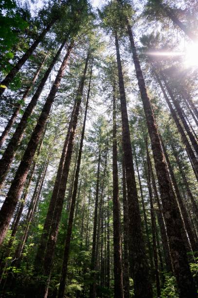 istock Low angle shot of high pine trees in the forest with sunlight, vertical shot 1439179413