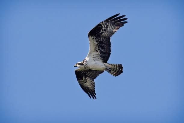 istock Osprey flying against a blue sunny sky 1439179464