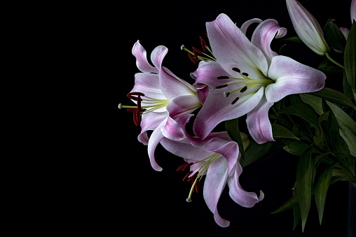 Pink lily flowers with white background.