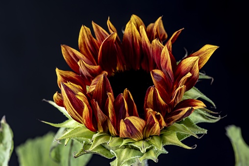 A closeup shot of a sunflower in the dark