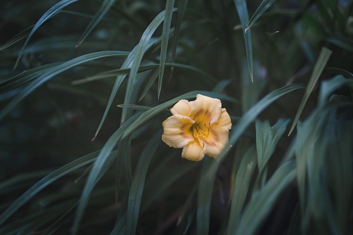 A selective shot of a Hemerocallis lilioasphodelus (lemon daylily) among green leaves