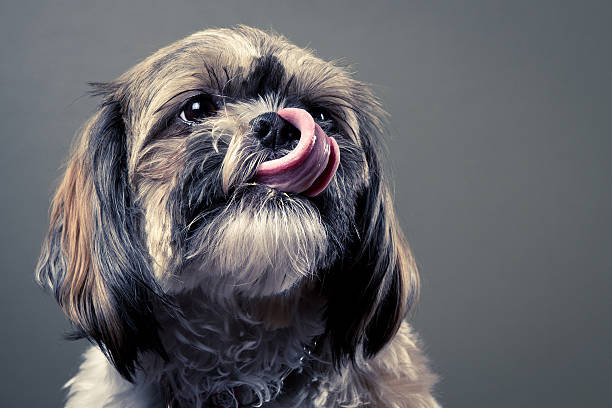 shih tzu cachorro retrato - shih tzu cute animal canine - fotografias e filmes do acervo