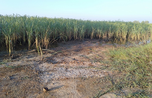 Saline soil in the jasmine rice plot