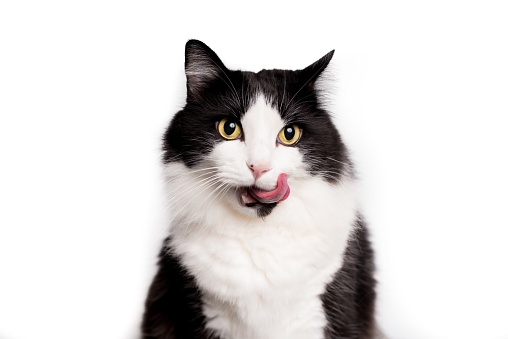 A selective focus of a furry black and white adorable cat with its tongue out isolated on a white background