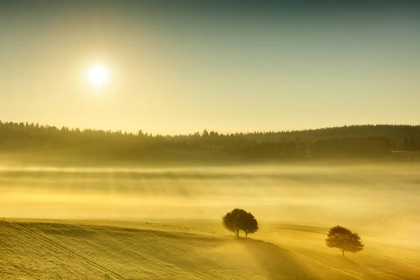 Willow trees on the floodplains of the IJssel river in Gelderland during a foggy autumn morning with fain sunlight on the horizon. The mist gives the meadows a magical atmosphere with the leaves just about to change color during this early fall day near the Kloosterbos in Gelderland