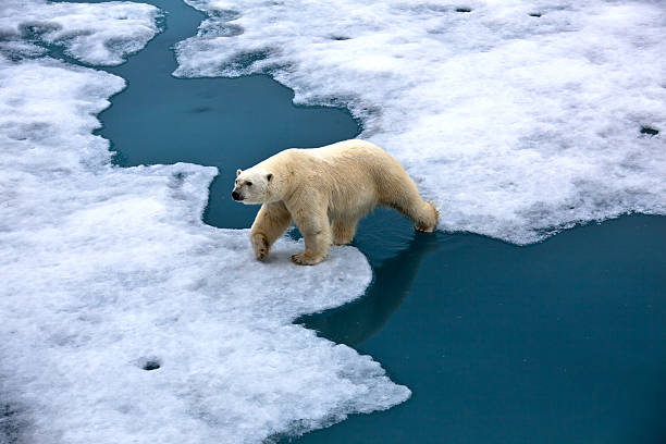 niedźwiedź polarny chodzić na lód dryfujący w wodzie staw - polar bear global warming ice bear zdjęcia i obrazy z banku zdjęć