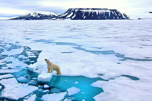 polar bear auf packeis - klimawandel stock-fotos und bilder