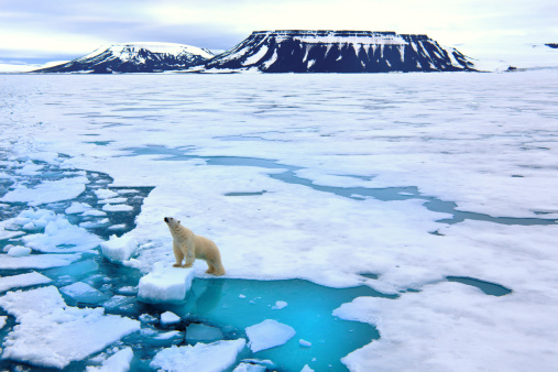 Polar bear adult and cub on sea ice in Beaufort Sea, Nunavut, Canada.
