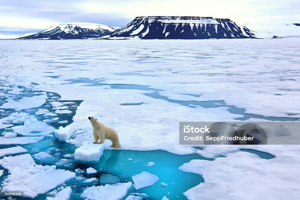 Polar bear on pack ice  Polar Bear Stock Photo