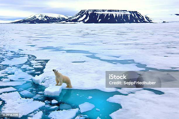 Polar Bear On Pack Ice Stock Photo - Download Image Now - Polar Bear, Climate Change, Arctic