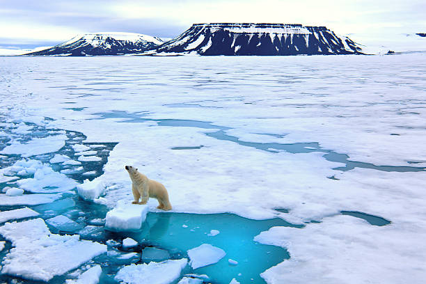 niedźwiedź polarny na lód dryfujący - polar bear global warming ice bear zdjęcia i obrazy z banku zdjęć