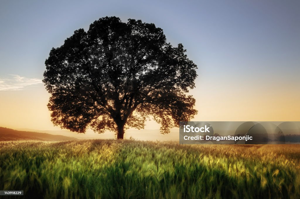 Árbol y campo de trigo - Foto de stock de Un solo árbol libre de derechos